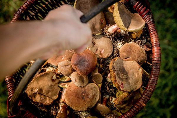 Das Foto zeigt eine Hand, die einen Korb mit gesammelten Pilzen hält.